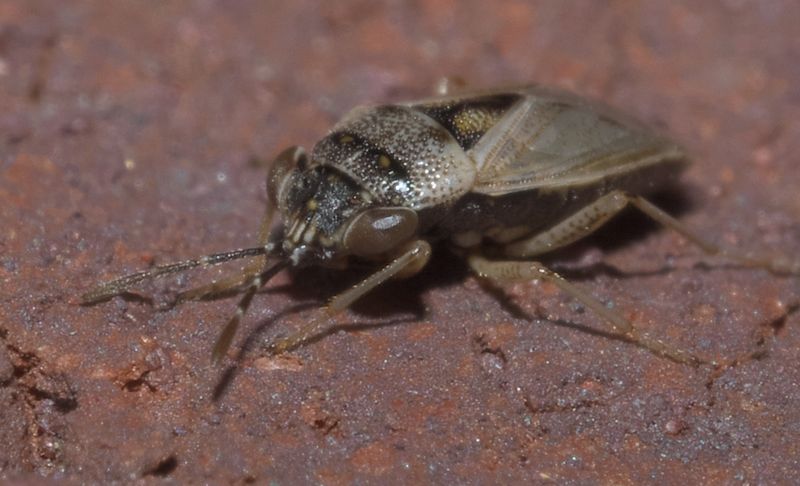 Big-Eyed Bugs Work Near The Soil