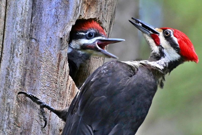 Big Nest Cavities Need Serious Tree Size