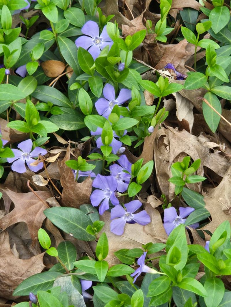 Big Periwinkle Flowers While It Creeps
