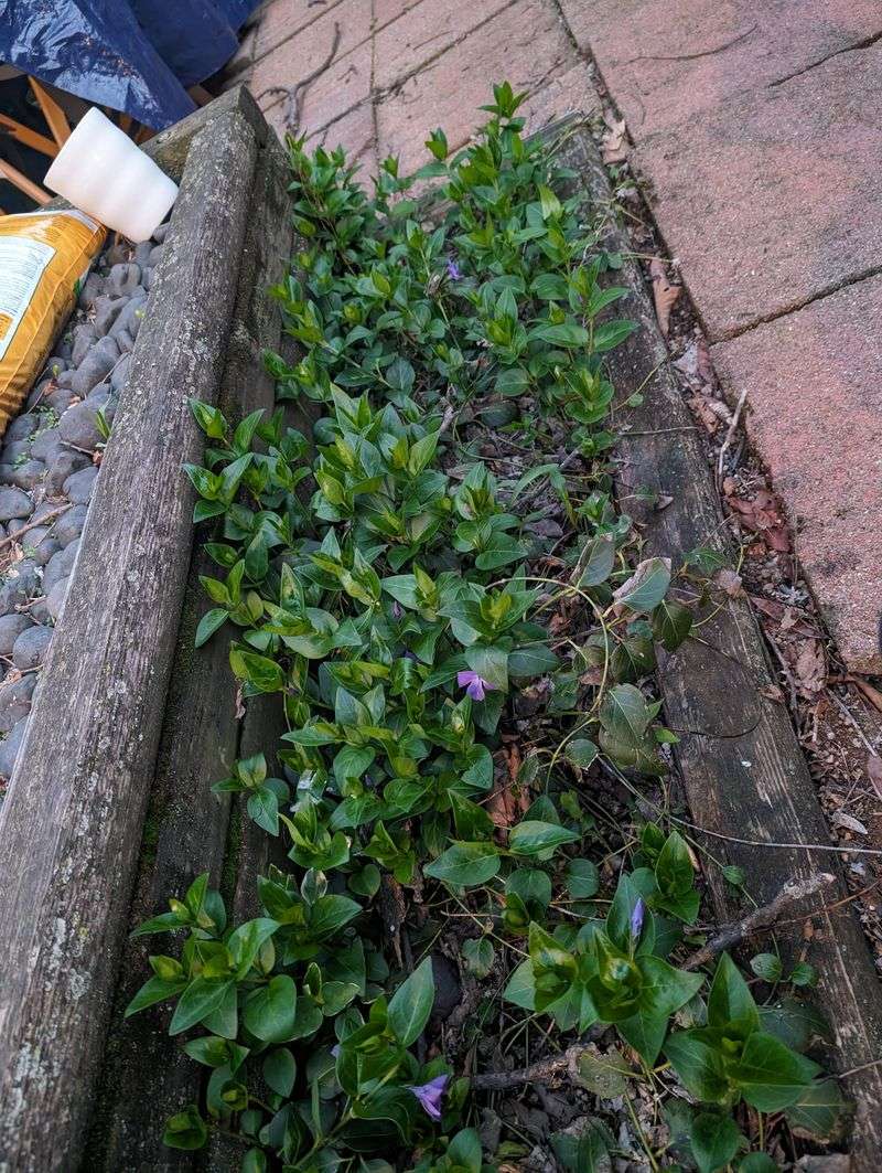 Big Periwinkle Is Spreading Beyond Yard Borders Big Periwinkle Is Spreading Beyond Yard Borders
