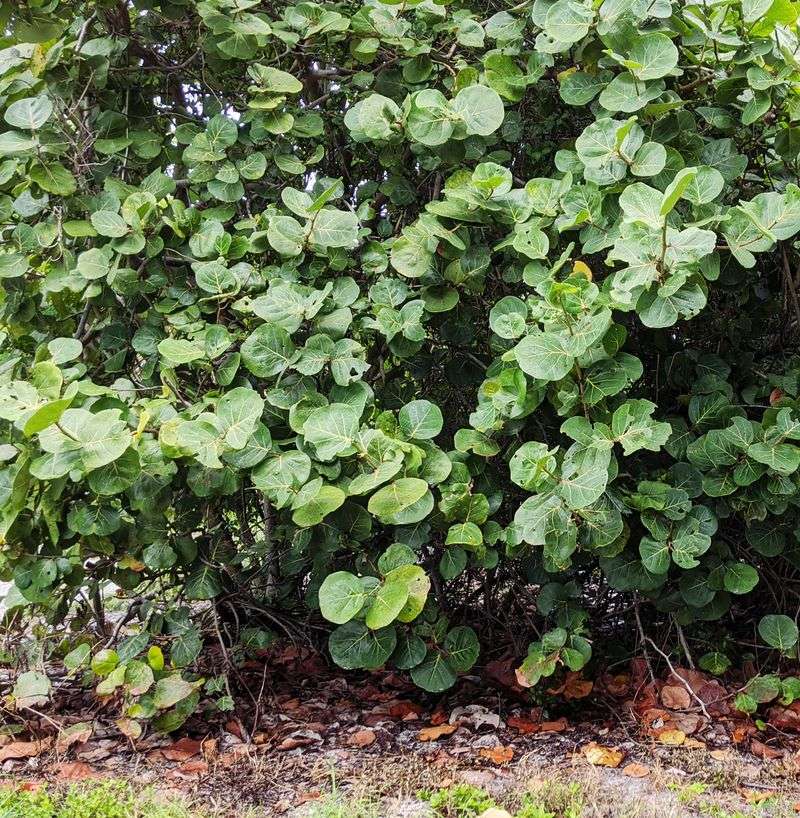 Big Round Leaves Hide Hard Fence Lines