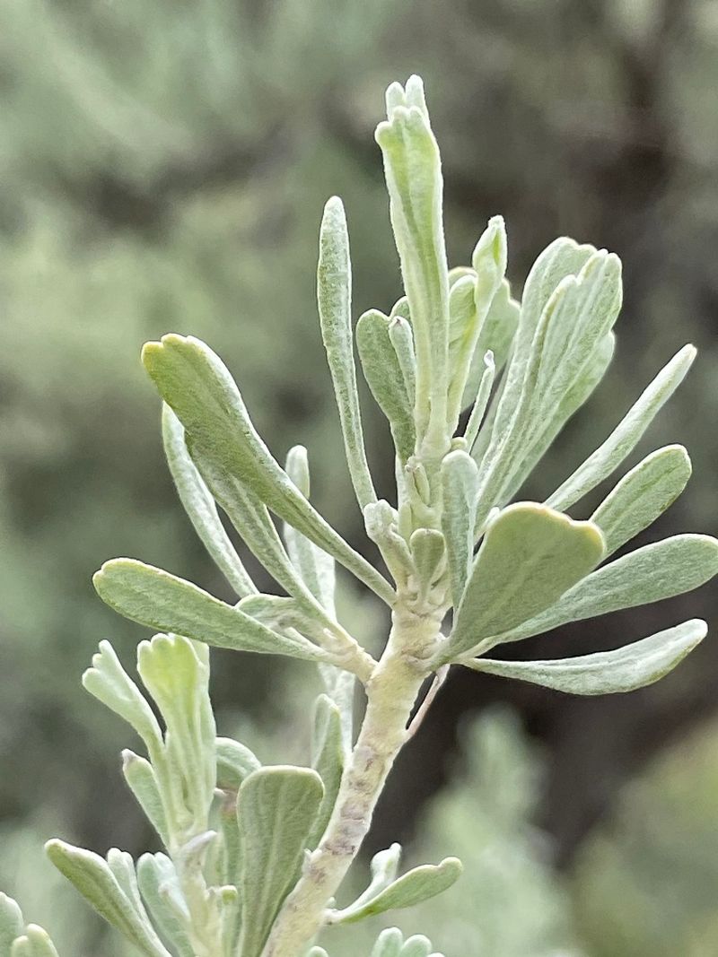 Big Sagebrush Owns The Dry Side