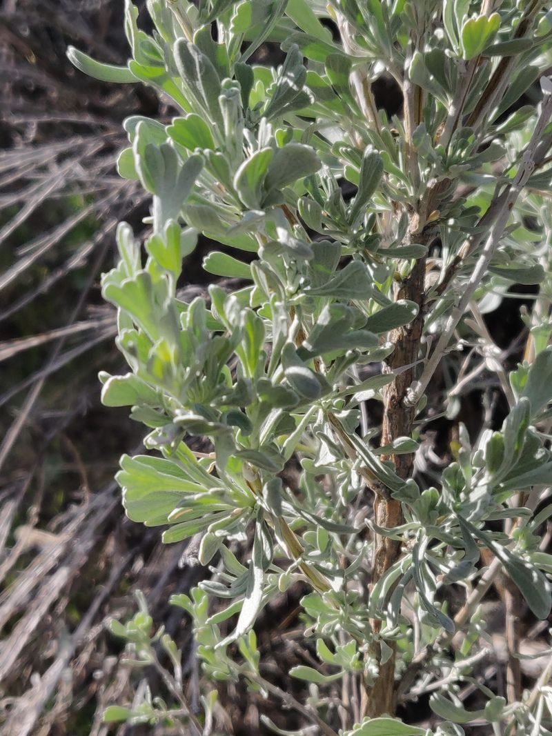 Big Sagebrush Big Sagebrush