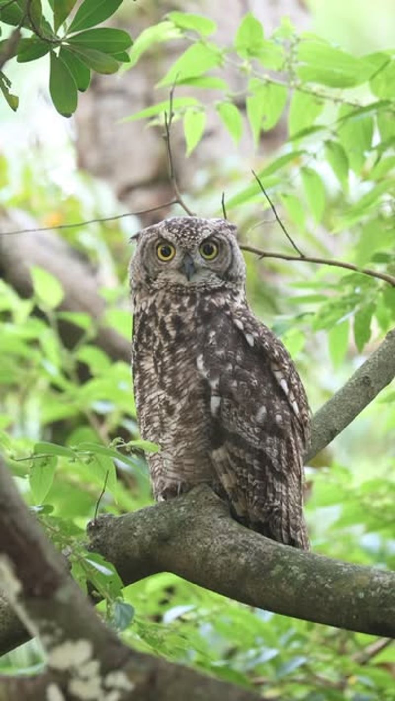 Big Trees Give Owls A Place To Watch Big Trees Give Owls A Place To Watch