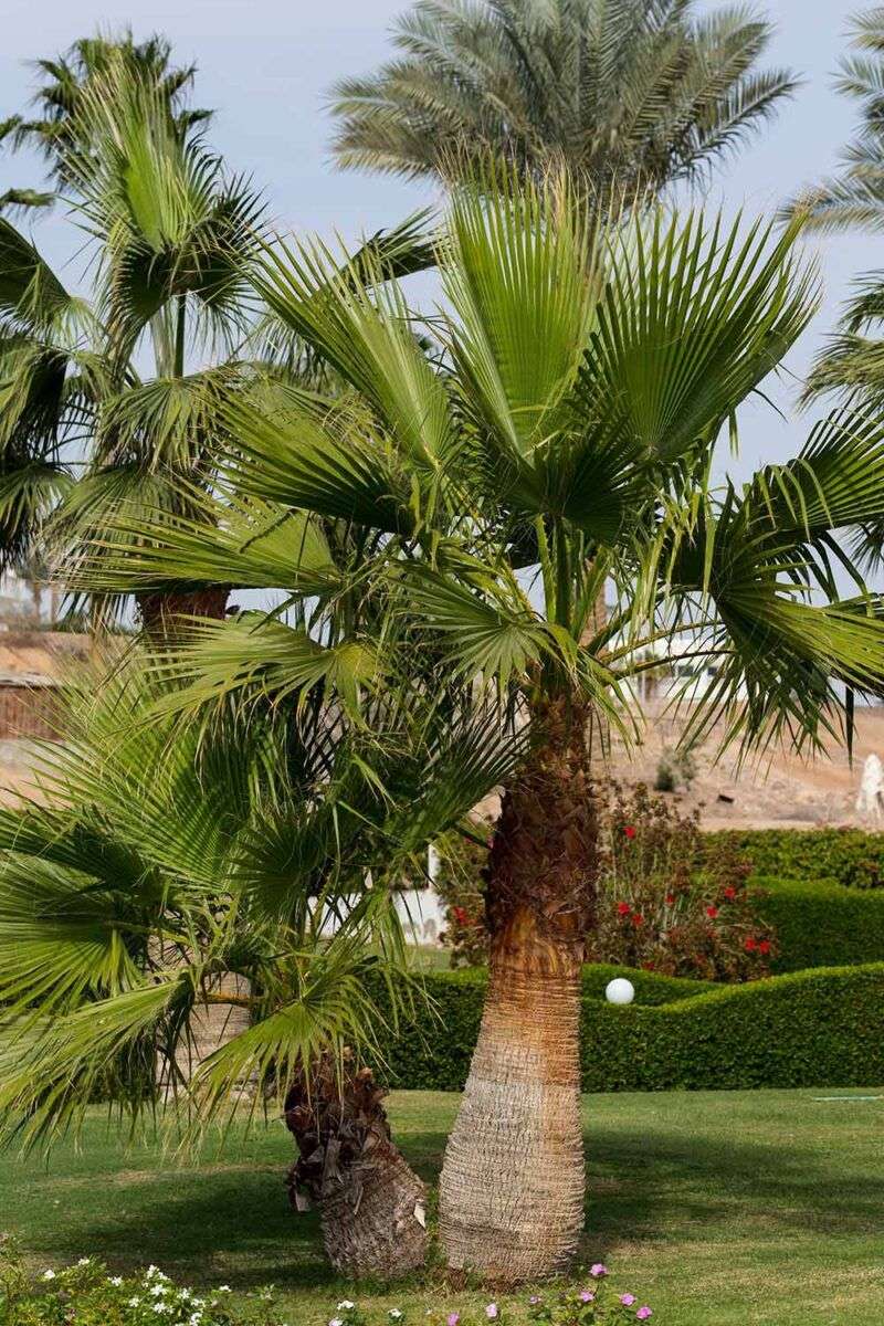 Big Yards Suit This Palm Best Big Yards Suit This Palm Best