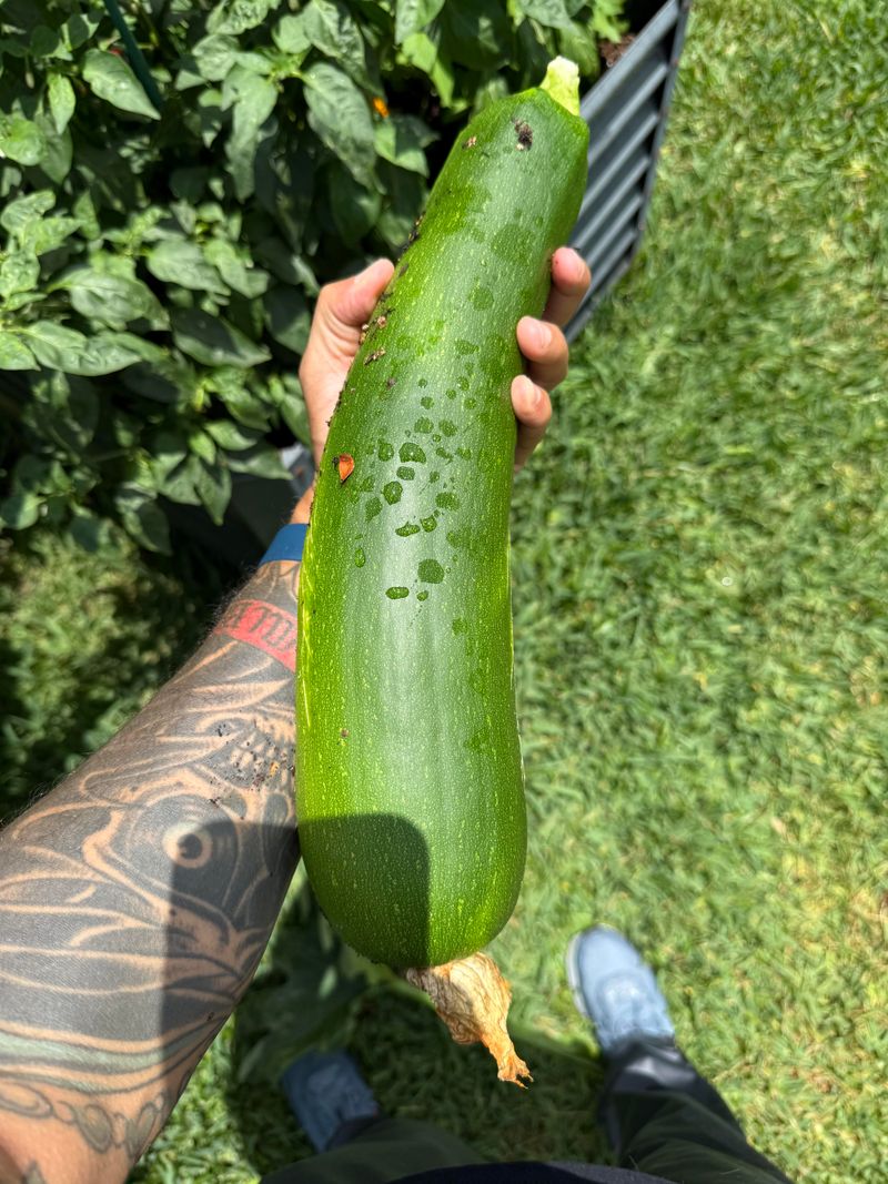 Big Zucchini Signals The Vine To Slow Down