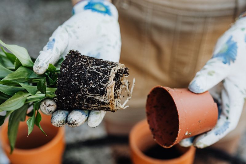 Bigger Pots If Roots Are Crowded