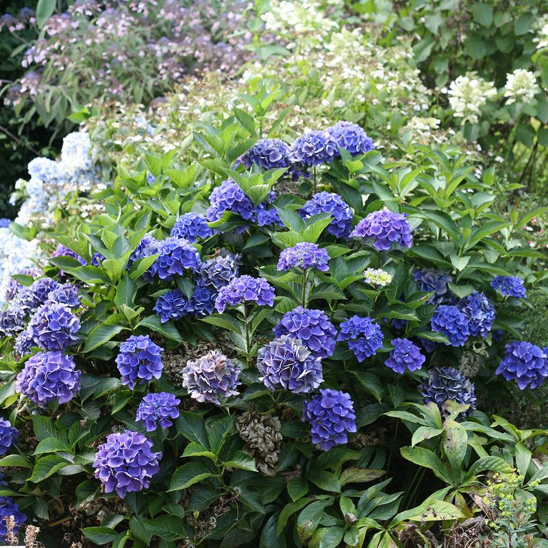 Bigleaf Hydrangeas Need Extra Caution