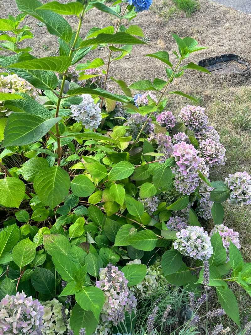 Bigleaf Hydrangeas Often Lose Tender Tips And Flower Buds