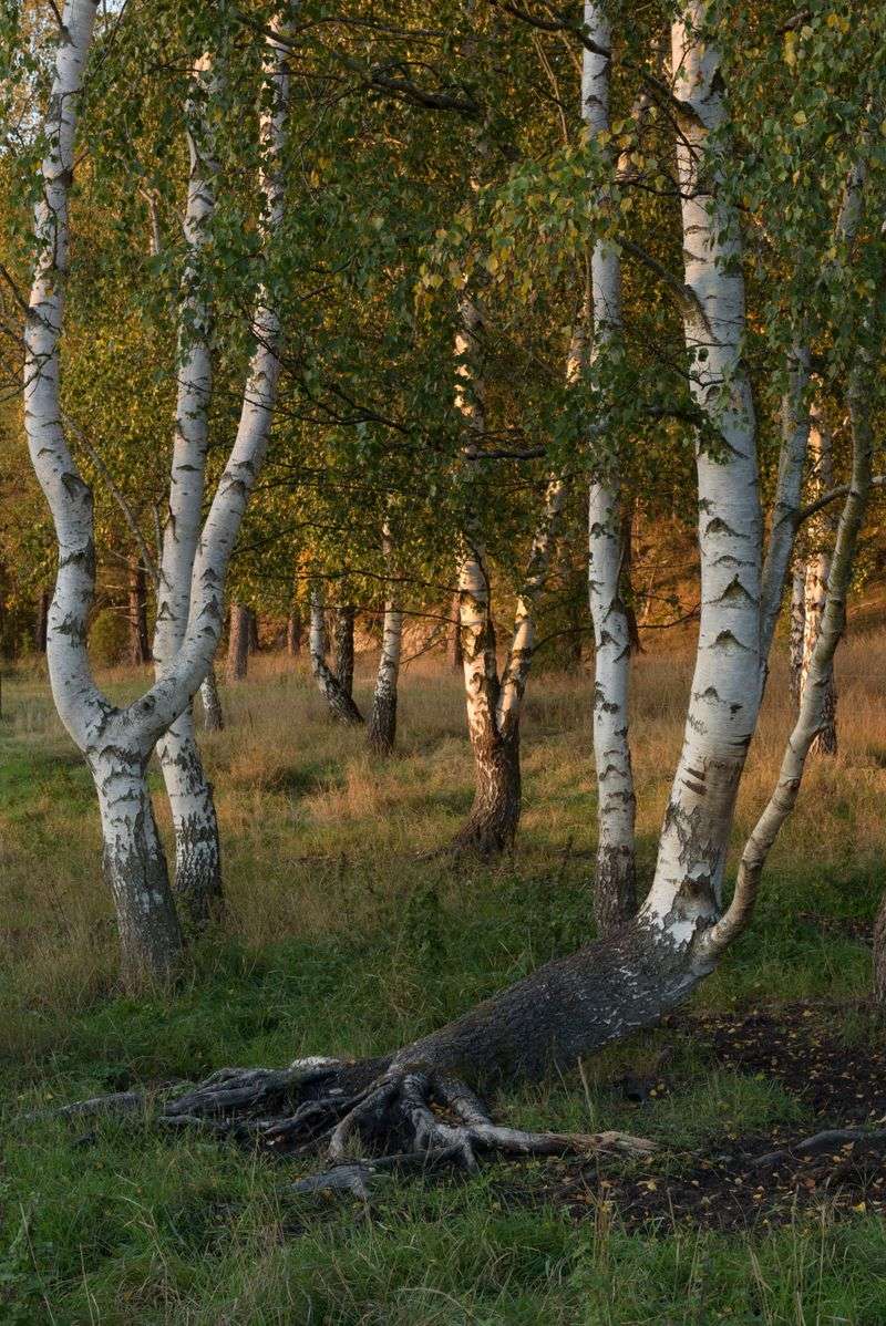 Birch Trees Compete For The Same Resources