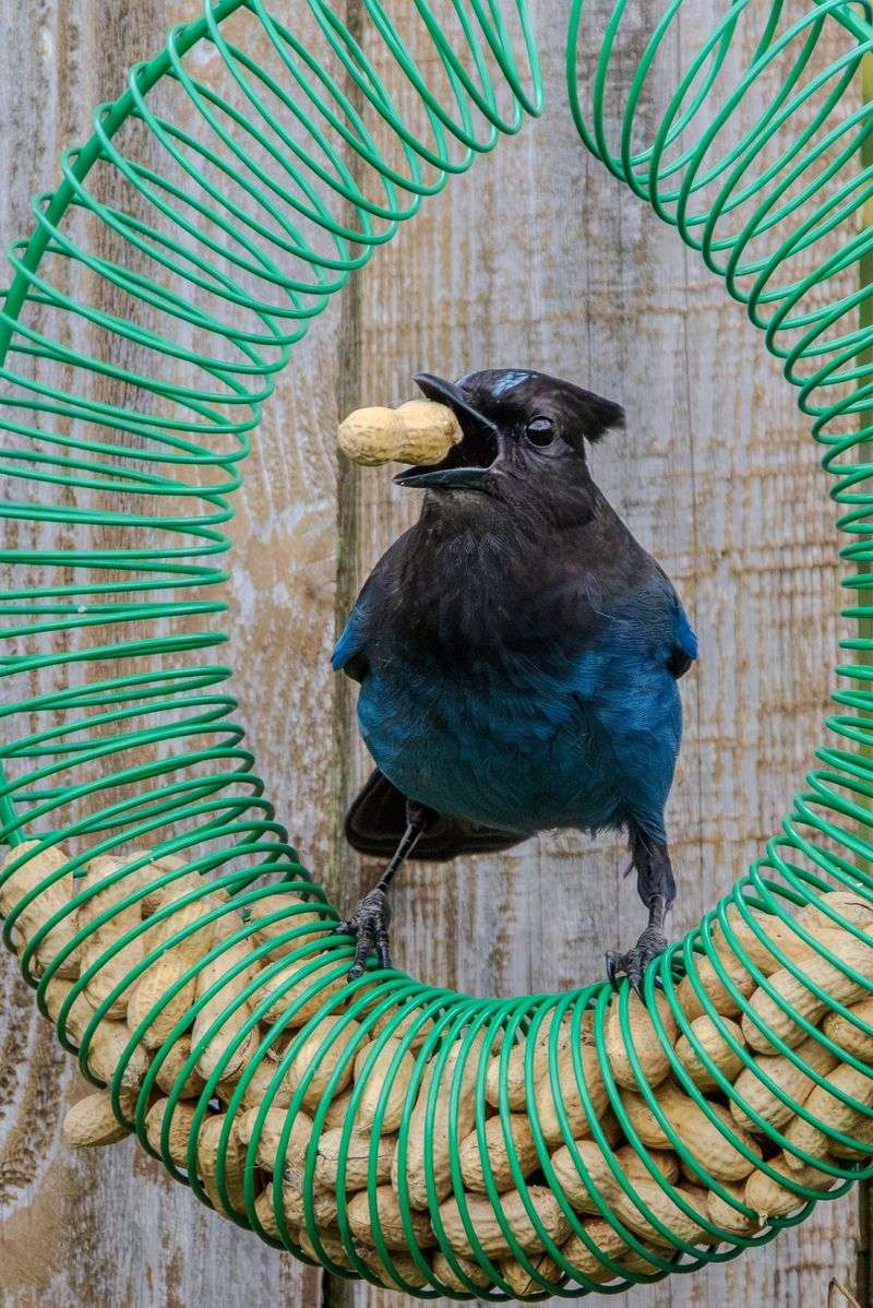 Bird Feeders Can Bring Jays In Fast Bird Feeders Can Bring Jays In Fast