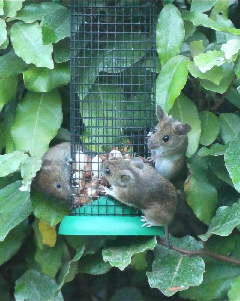 Bird Feeders Can Draw Tick Carrying Wildlife Closer To Garden Beds
