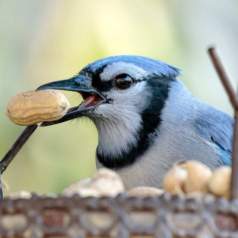 Bird Feeders May Be Encouraging Repeat Visits