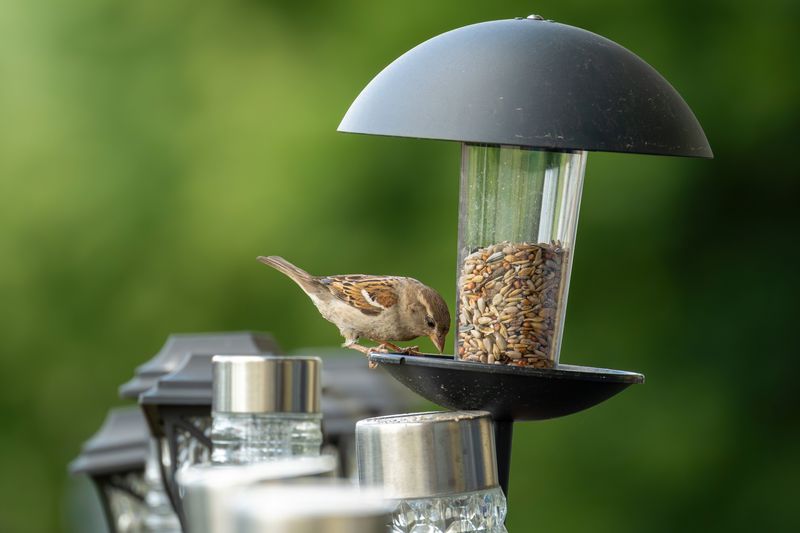 Bird Feeders Placed Too Close To The House Bird Feeders Placed Too Close To The House