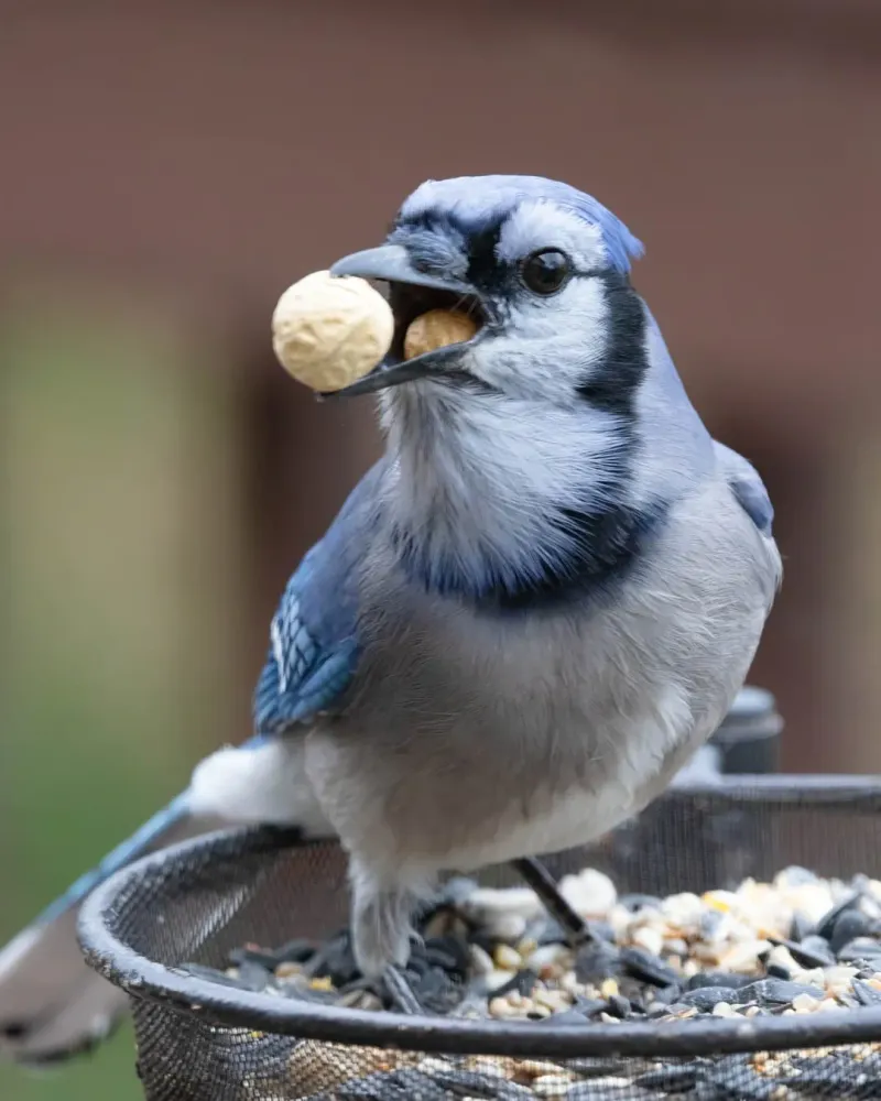 Bird Feeders Provide An Easy Meal Bird Feeders Provide An Easy Meal