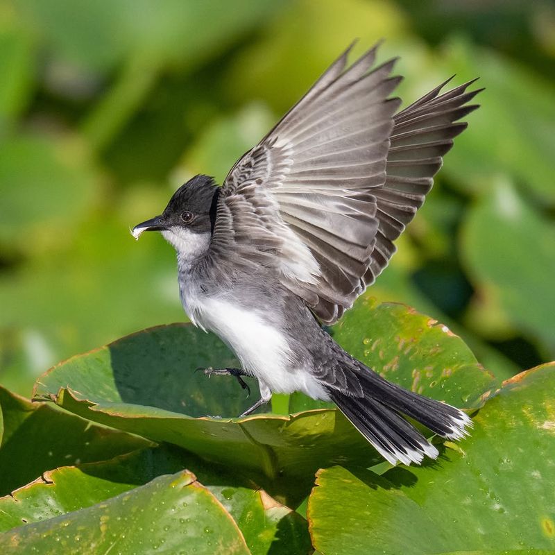 Birdbaths Attract More Insect Activity Birdbaths Attract More Insect Activity
