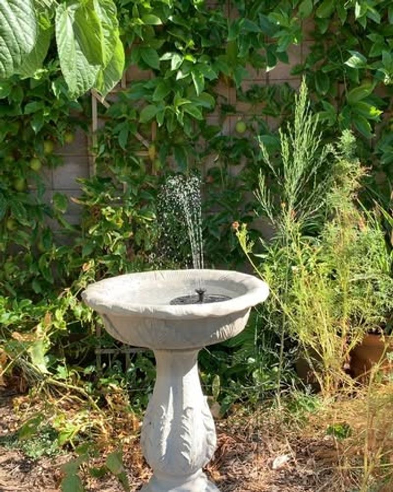 Birdbaths Increase Summer Activity Birdbaths Increase Summer Activity
