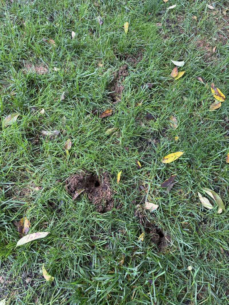 Birds And Skunks Add More Clues Birds And Skunks Add More Clues