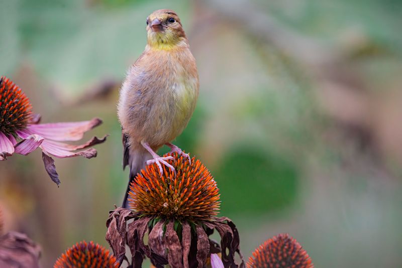 Birds And Wildlife Benefit From Leftover Seed Heads Birds And Wildlife Benefit From Leftover Seed Heads