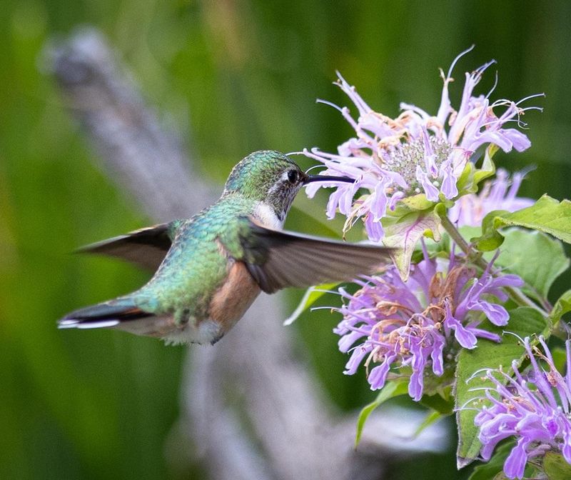 Birds Benefit From Later Seeds Birds Benefit From Later Seeds