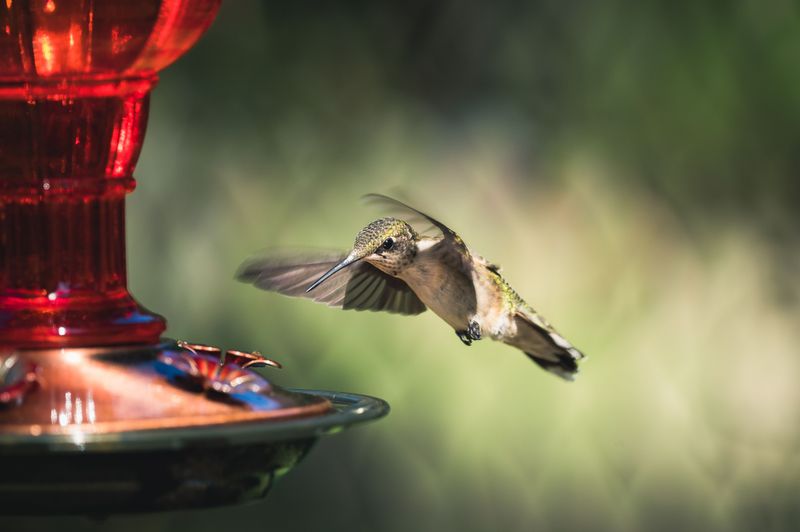Birds Build Up Speed Before They Ever See The Glass Birds Build Up Speed Before They Ever See The Glass