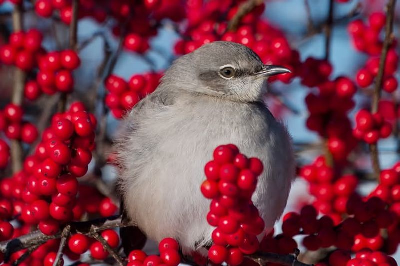 Birds Find Late Season Fuel Birds Find Late Season Fuel