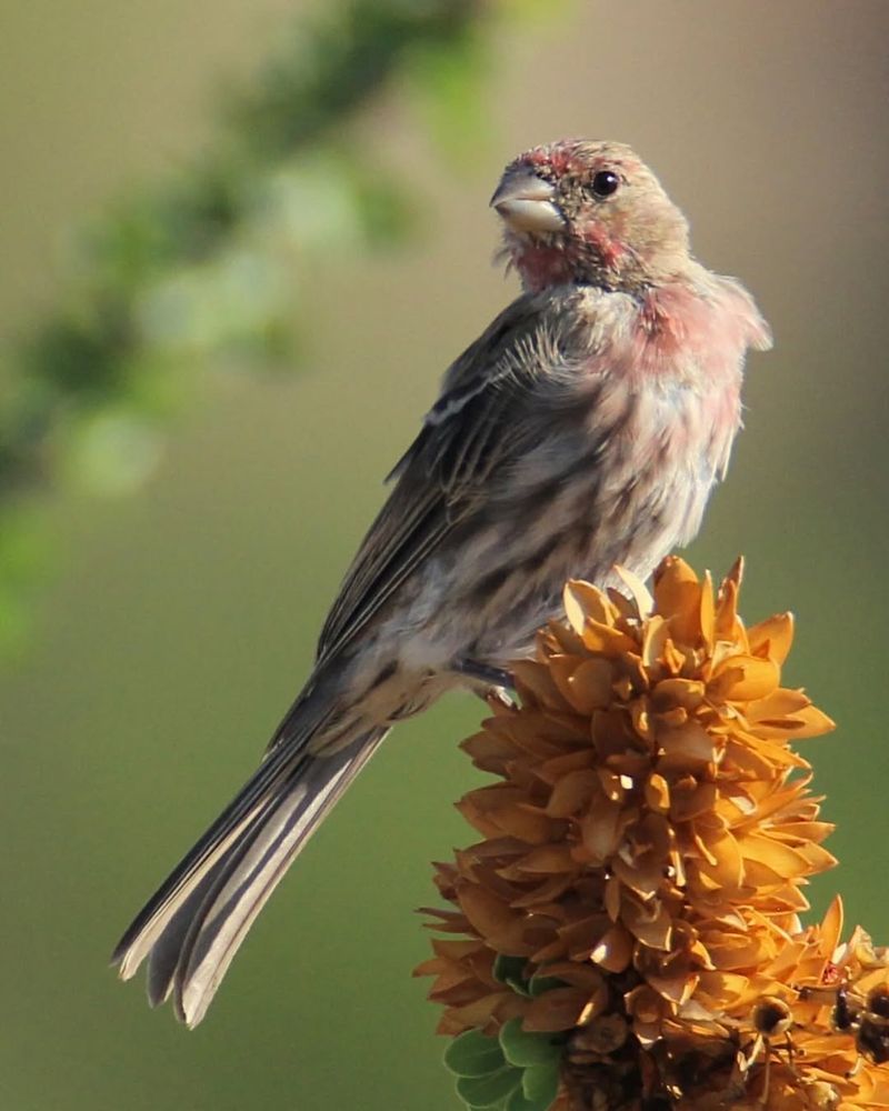 Birds May Be Molting And Staying Less Visible