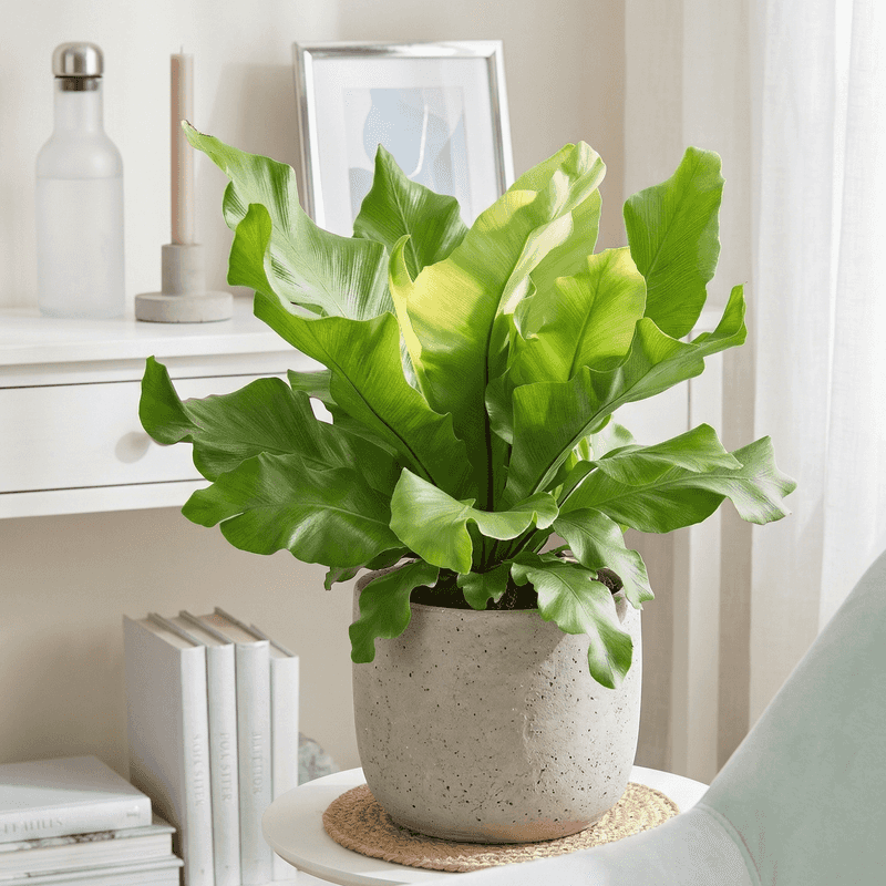 Bird's Nest Fern Works In Gentle Light Bird's Nest Fern Works In Gentle Light