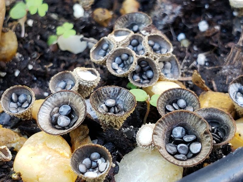 Bird's Nest Fungi Hide In Mulched Beds Bird's Nest Fungi Hide In Mulched Beds