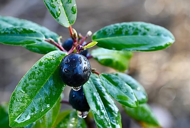 Birds Notice The Dark Berries Fast Birds Notice The Dark Berries Fast