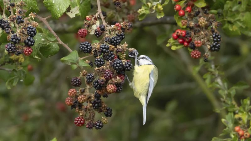 Birds Spread Blackberry Seeds Fast
