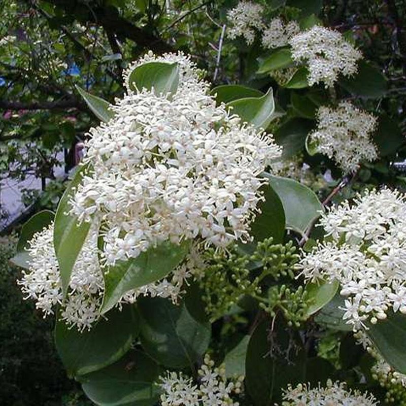 Birds Use The Fruit And The Thickets Birds Use The Fruit And The Thickets