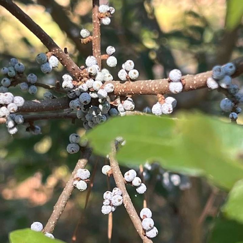 Birds Use The Waxy Berries