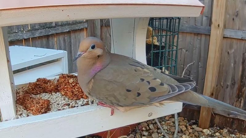 Birdseed Can Keep Doves Nearby Birdseed Can Keep Doves Nearby