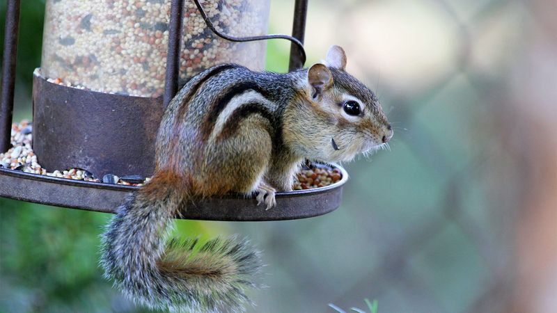 Birdseed Often Brings Them Closer Birdseed Often Brings Them Closer