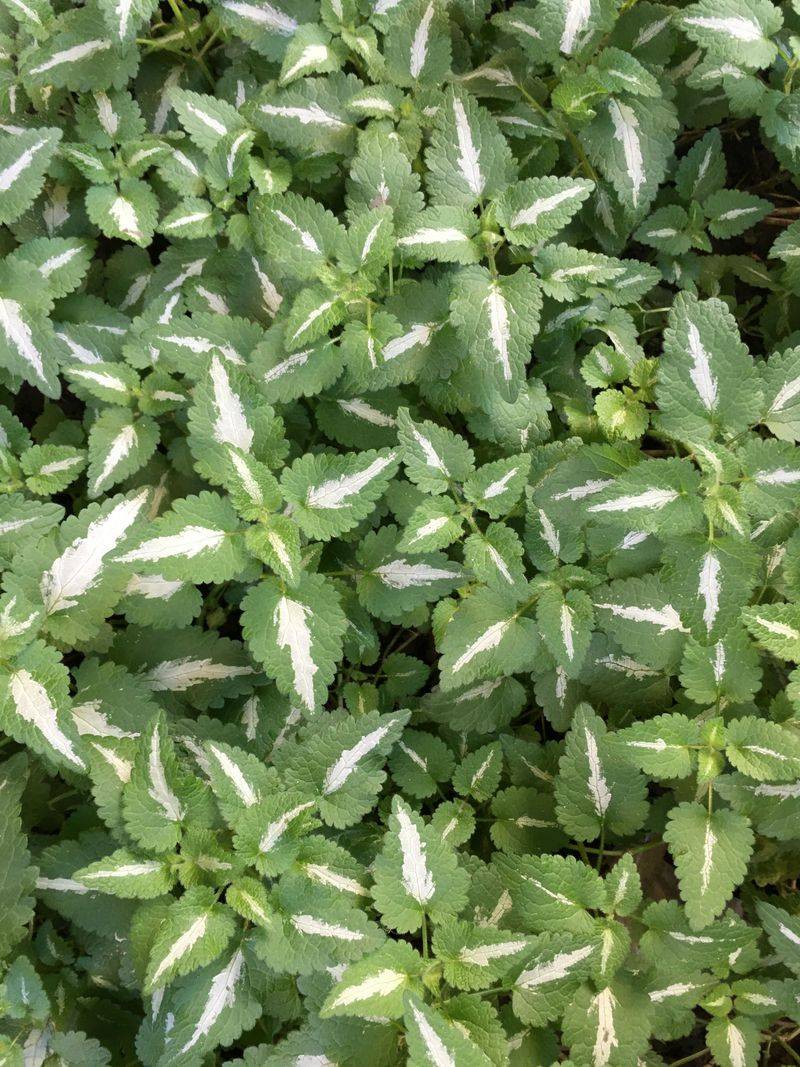 Bishop's Weed (Aegopodium Podagraria)