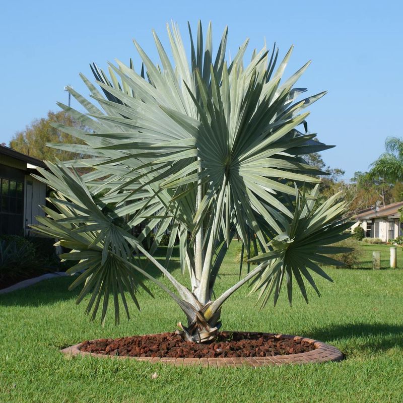 Bismarck Palm - Dwarf Variety Bismarck Palm - Dwarf Variety