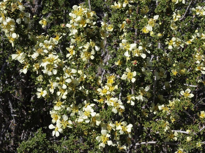 Bitterbrush Bitterbrush