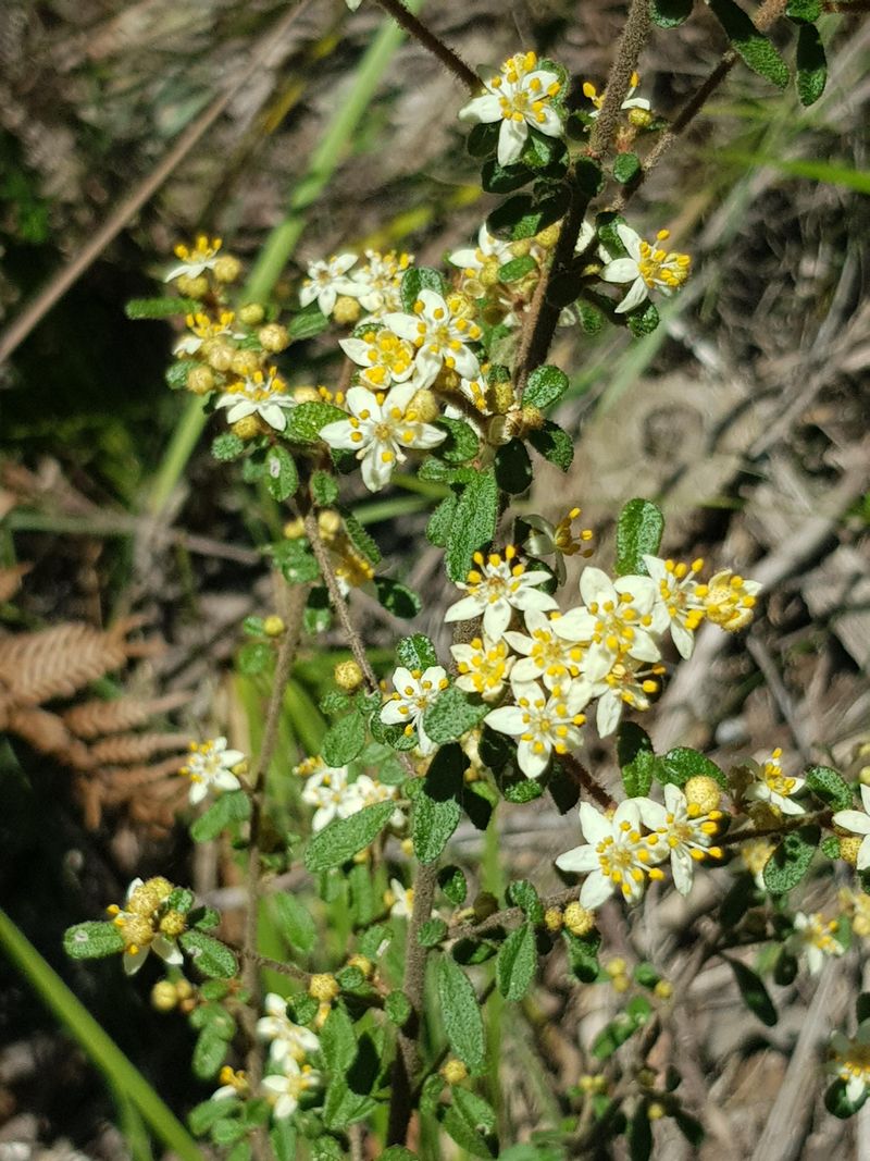 Bitterbrush Belongs In High Desert Soil