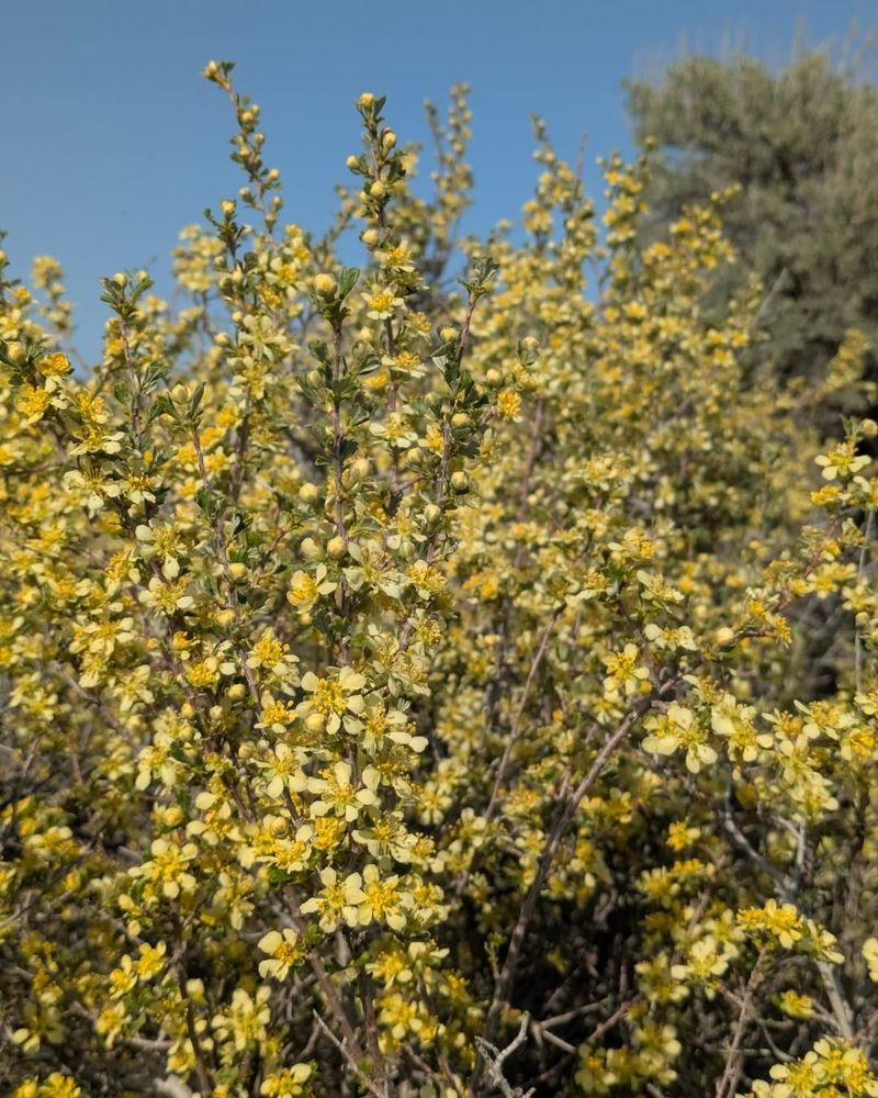 Bitterbrush Bitterbrush