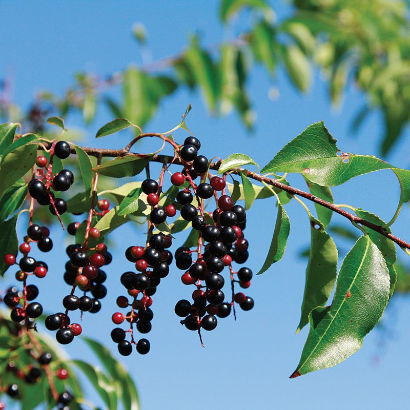 Black Cherry Black Cherry