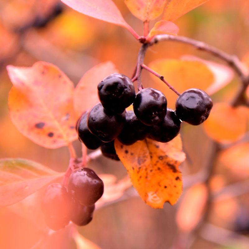 Black Chokeberry