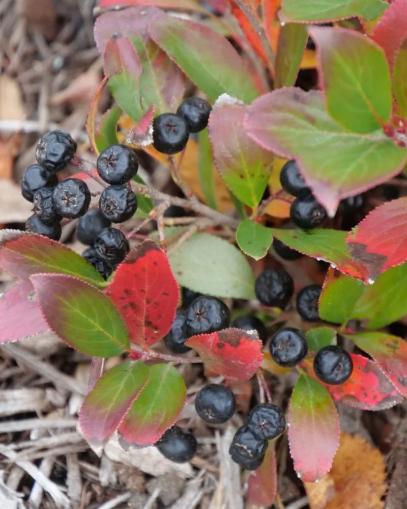 Black Chokeberry Black Chokeberry