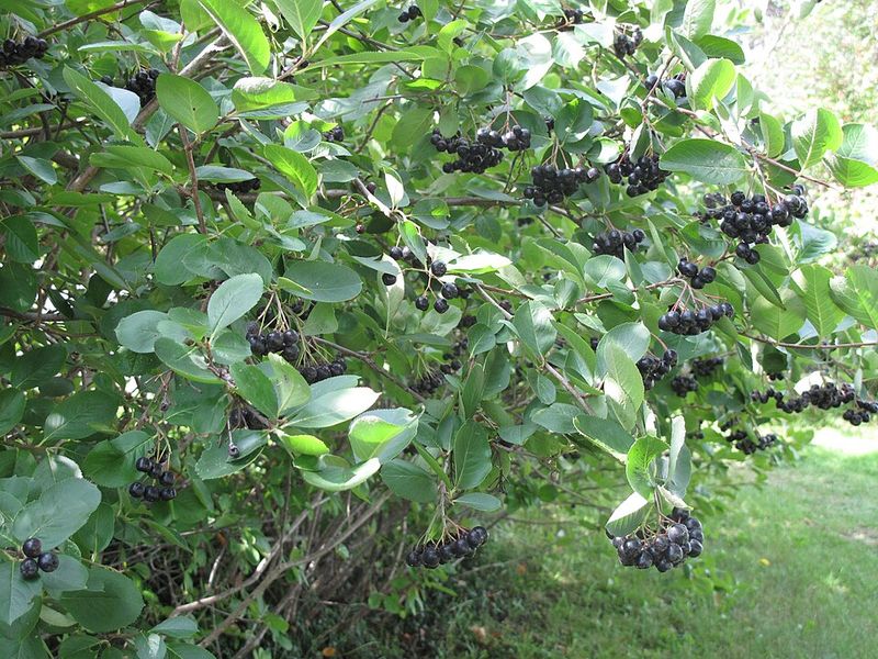 Black Chokeberry