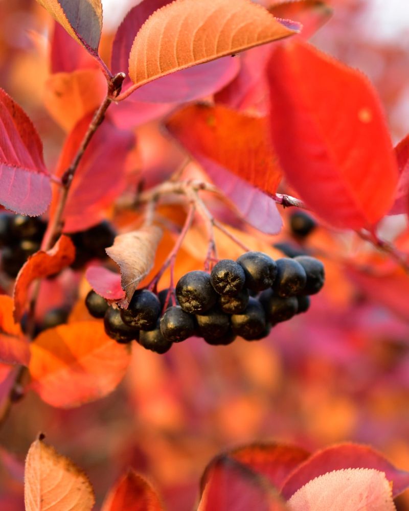 Black Chokeberry Is The Better Burning Bush Alternative Black Chokeberry Is The Better Burning Bush Alternative