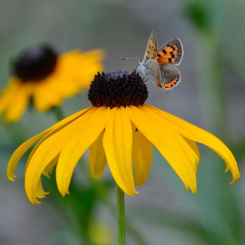 Black-Eyed Susan Black-Eyed Susan