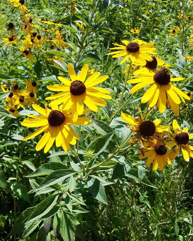Black-Eyed Susan