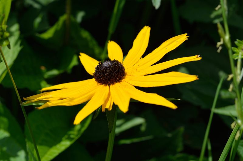 Black-Eyed Susan