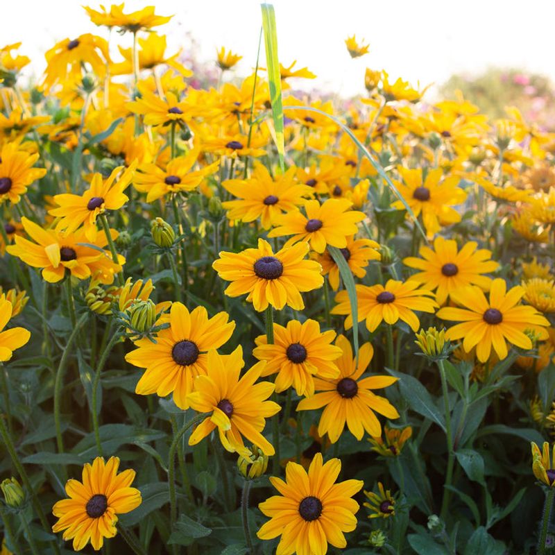 Black-Eyed Susan