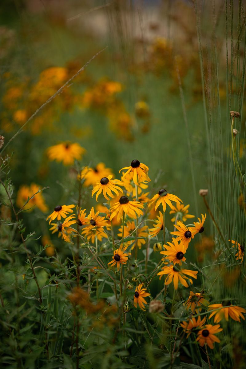 Black-Eyed Susan Black-Eyed Susan